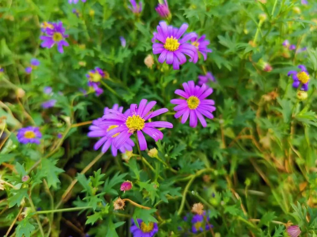 阳台小型草花选这5种 只要光照充足 就能变成 开花机器 柠檬资讯