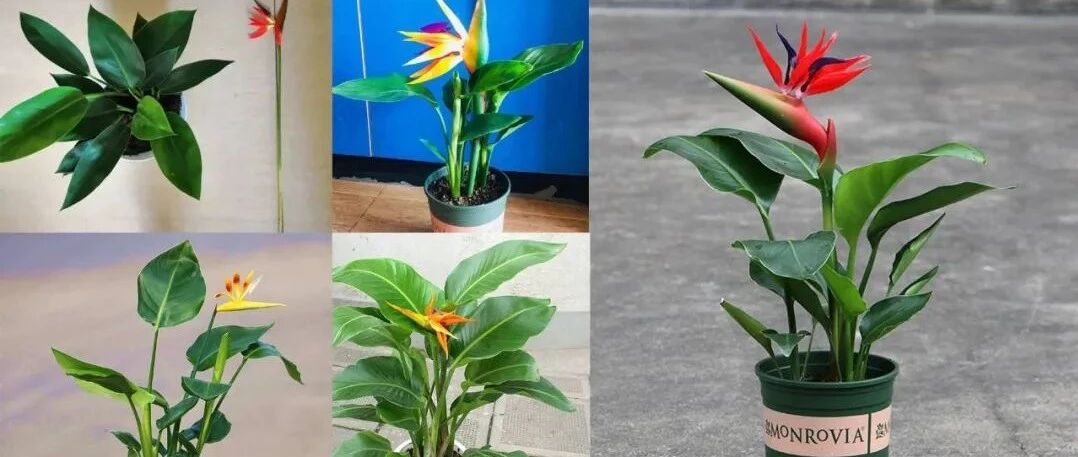 买鹤望兰注意避坑，有冒充的假花，后期想养开花很难