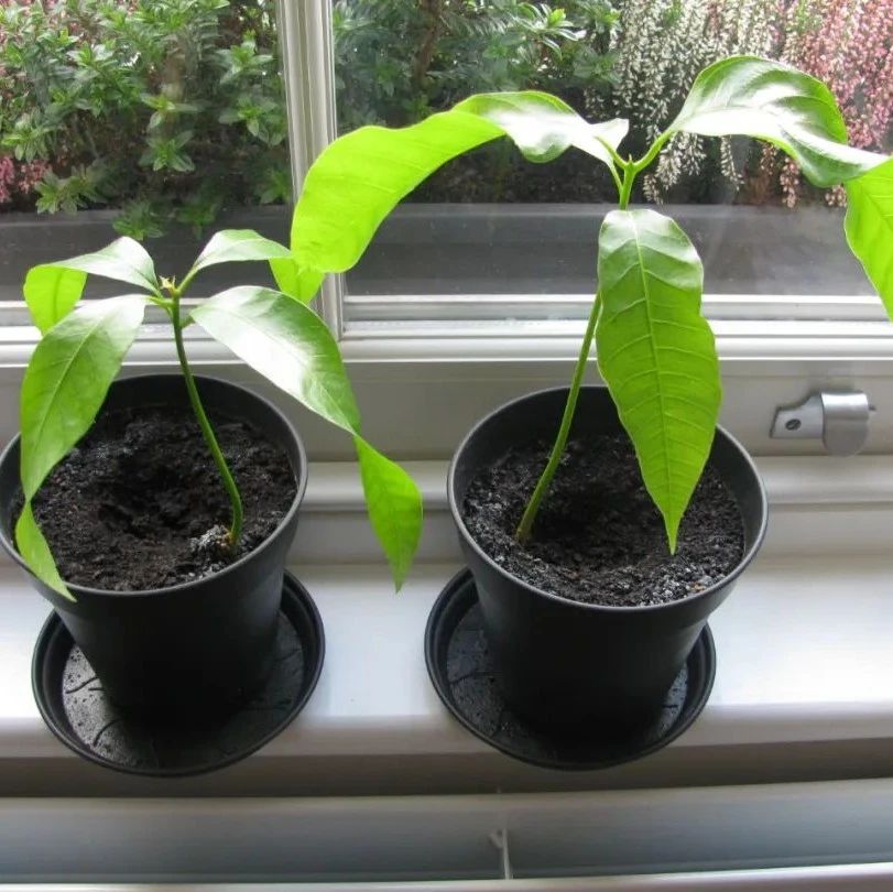 夏季窗台上趣味十足的芒果小盆栽，用一个果核就可以培育出来
