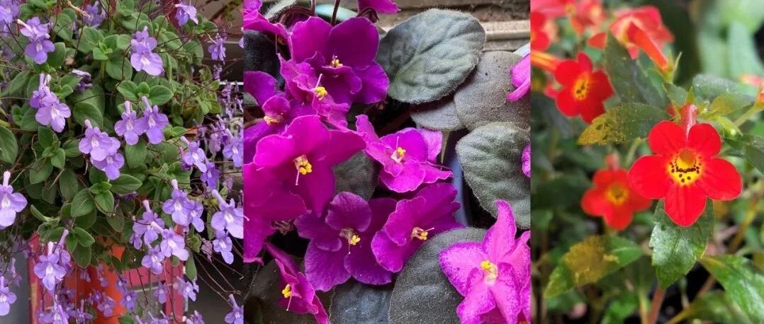 很是耐阴的5种盆栽开花植物，很适合养在朝东或朝北的阳台上