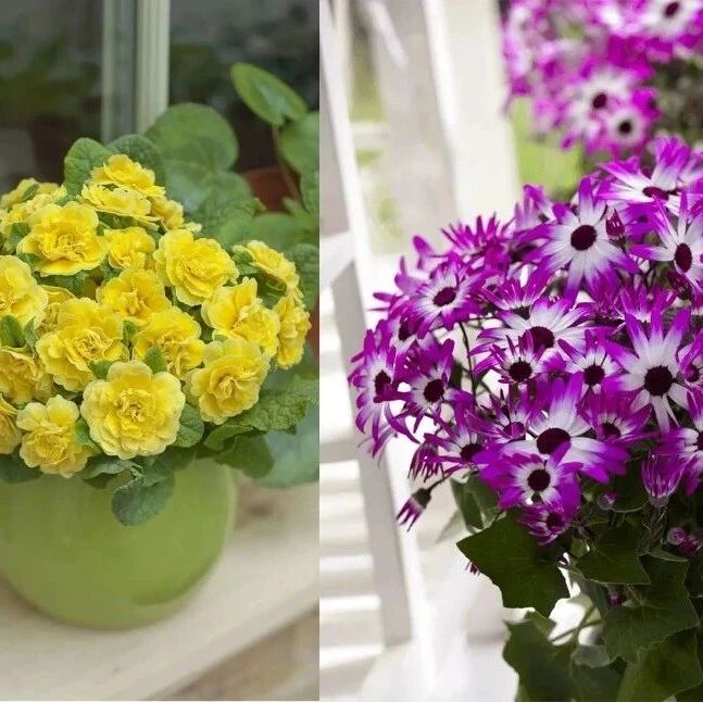 花朵特别好看，但叶子很普通的几种开花盆栽