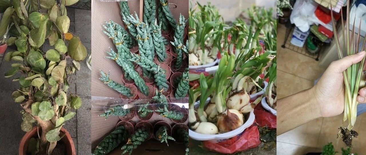 冬季买花“坑”很多，做好这几点，少吃亏，少上当