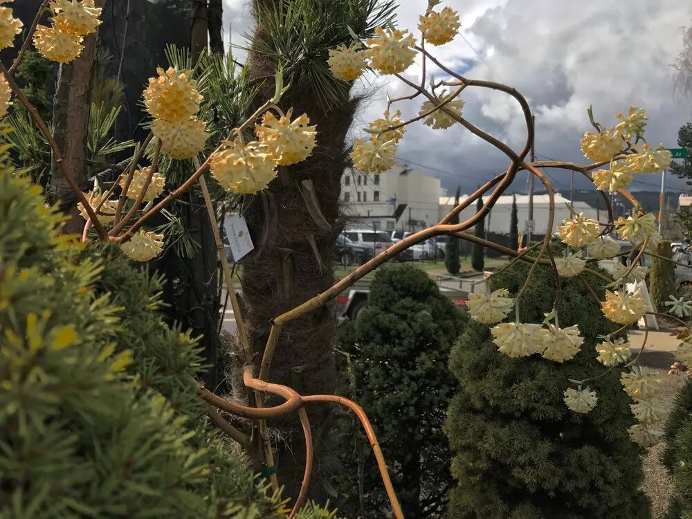 你家适合养哪些观赏植物 看完养花指南 室内和户外植物都能养好 Hi有料