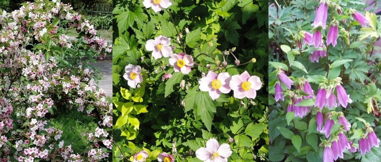 五种可忍受零下二三十度低温的开花植物，北方可直接露养在户外