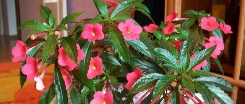 适合养室内窗台的耐阴开花植物，植株小巧的盆栽，花量一点都不少