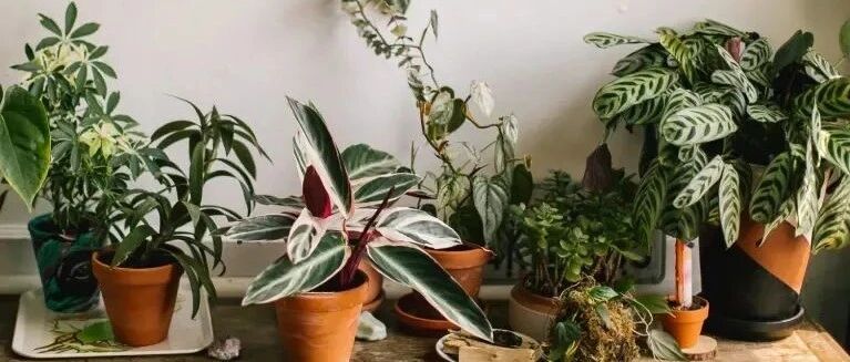 净化室内空气少不了这些盆栽绿植，让植物长得健康，才能发挥效果