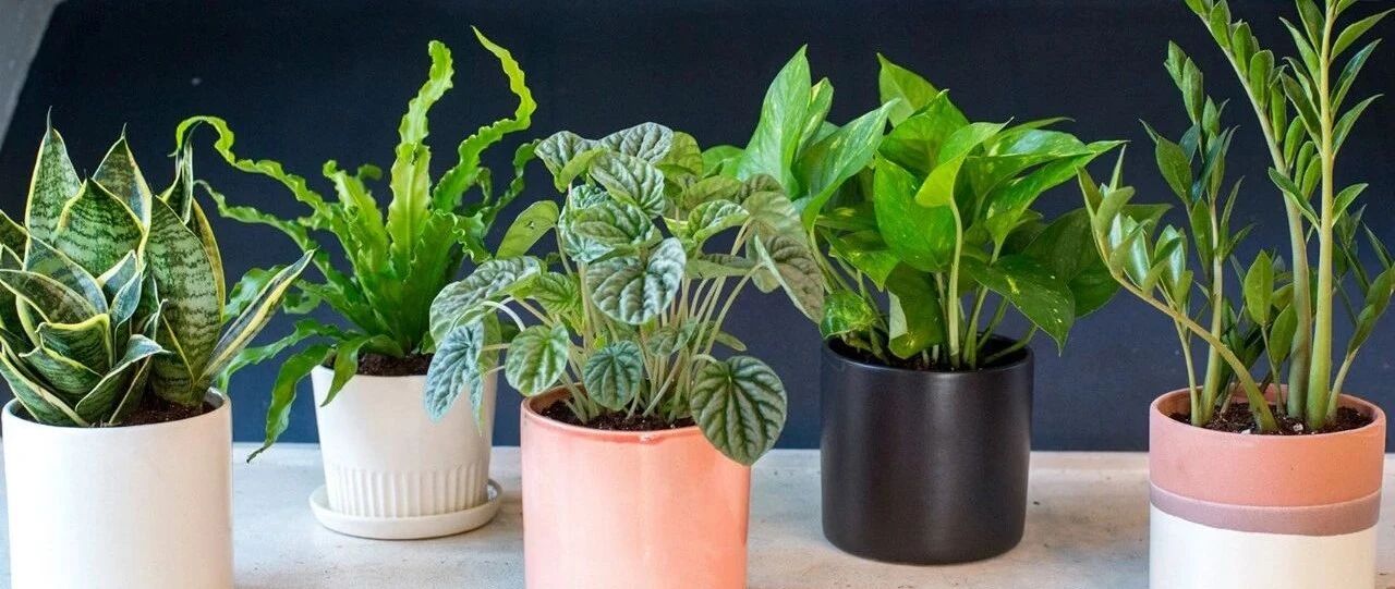 滴水观音、万年青、绿萝和龟背竹有毒，为啥我还将它们养在室内？