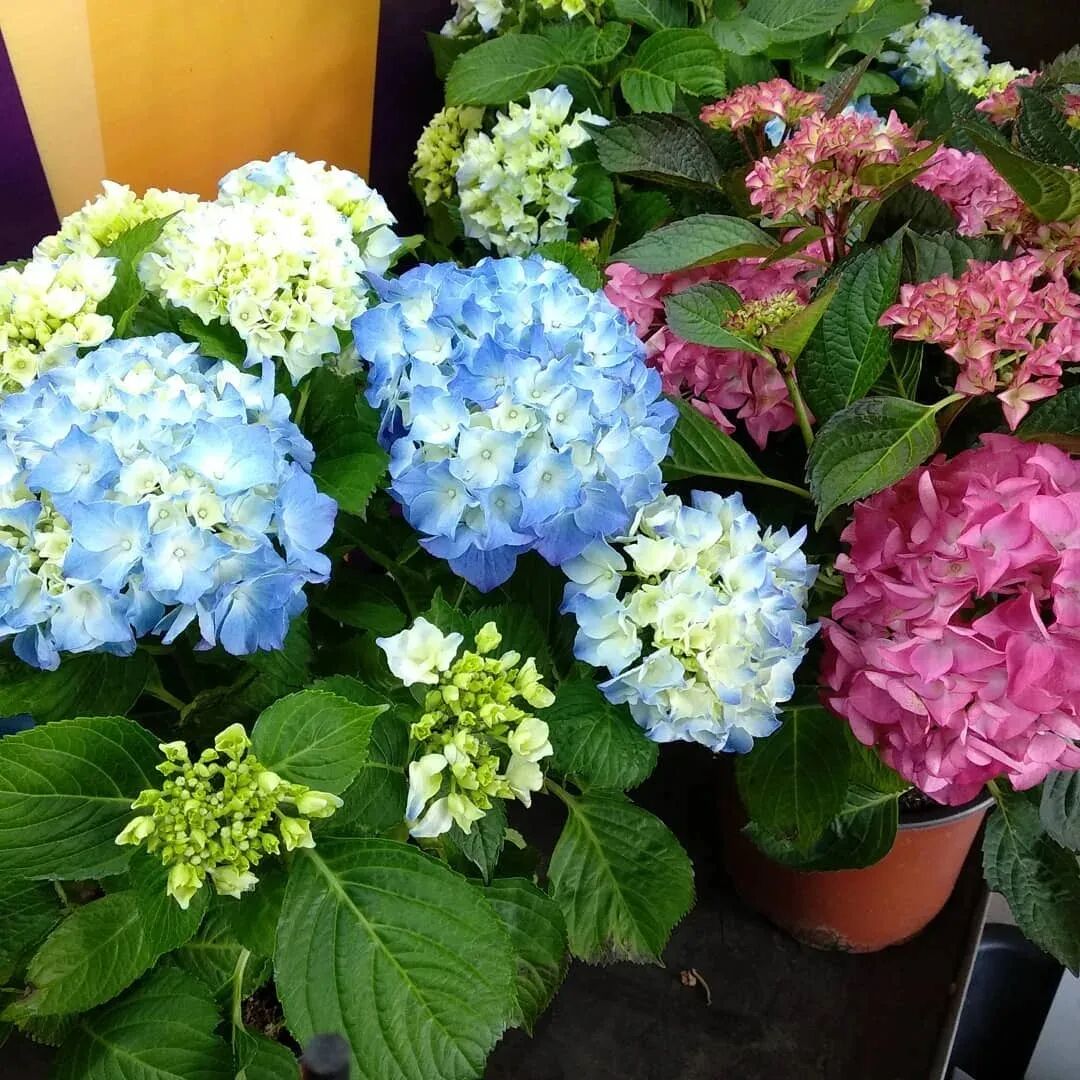 绣球花品种那么多 哪一种更适合你 盆栽绣球养护指南 Hi有料