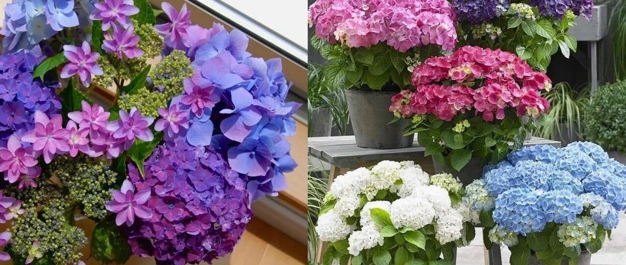 绣球花品种那么多，哪一种更适合你？盆栽绣球养护指南