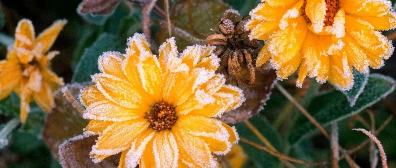 天气这么冷，花友还忍不住网购植物，先把家里的植物保护好