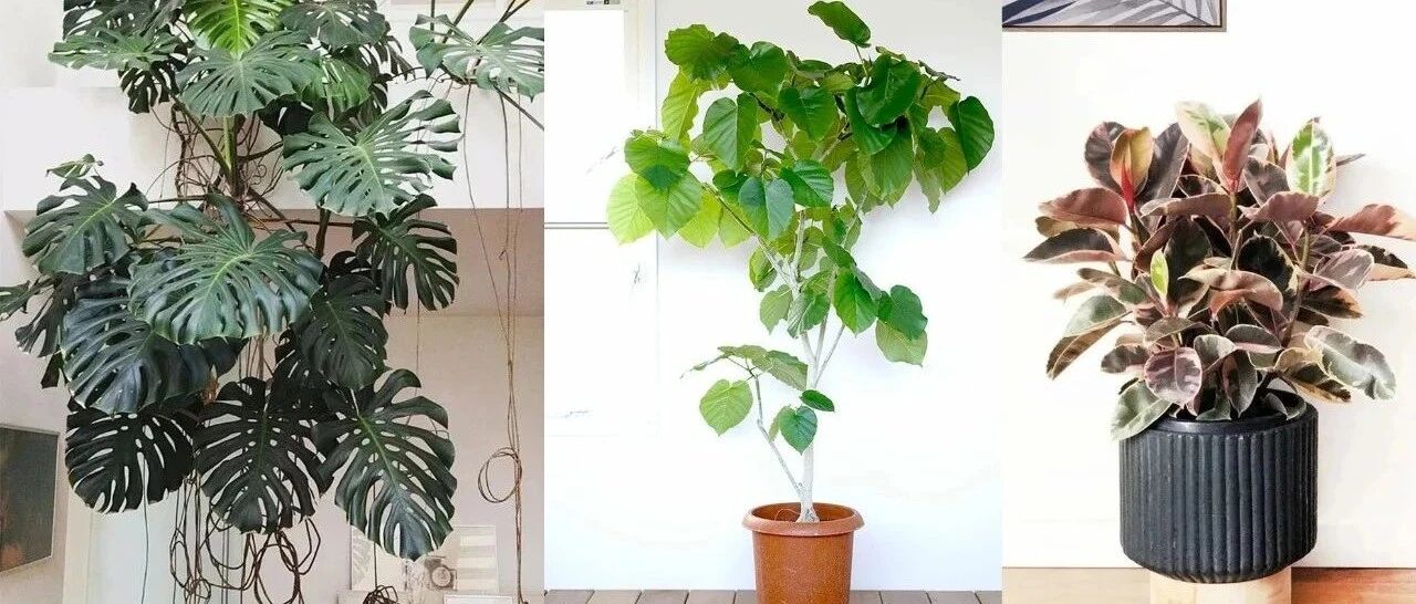 5种自然美观的大型盆栽绿植，适合养在大客厅里