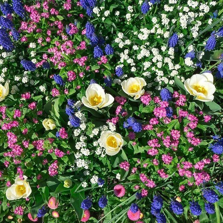 7种常见的“迎春花”，立春过后就准备灿烂开花