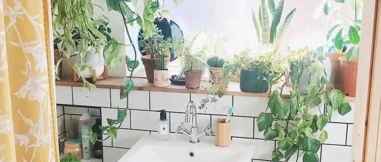 经过试验后，适合养浴室里的几种观叶盆栽，合适的配土是关键