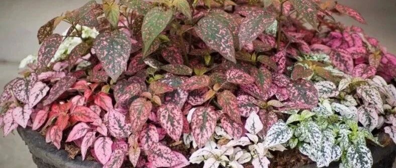 盆栽嫣红蔓颜的叶子颜值特别高，小众的彩叶植物，价格很亲民