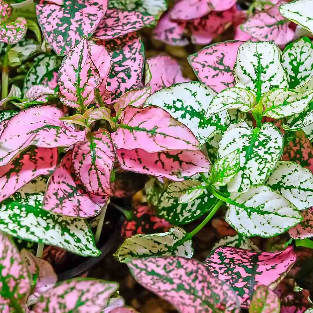 盆栽嫣红蔓颜的叶子颜值特别高 小众的彩叶植物 价格很亲民 柠檬资讯