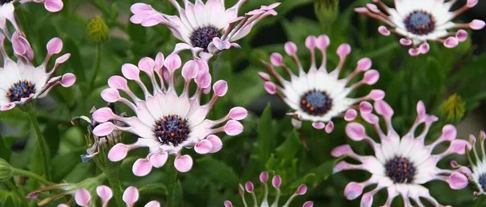 适合粗养的6种盆栽植物，怕水多的植物，工作忙碌就适合养它们