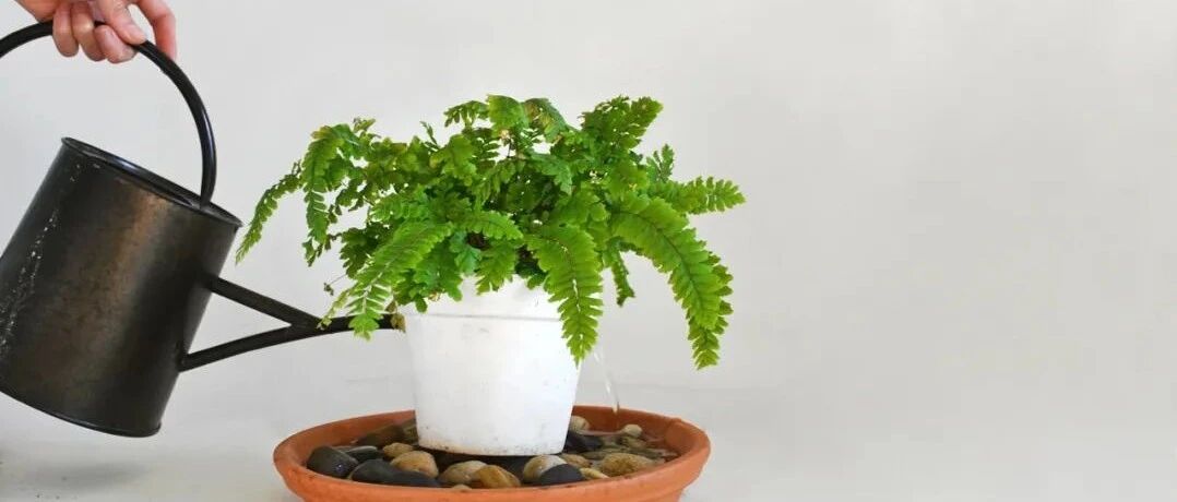 空气干燥人受不了，植物易出问题，干尖黄叶可用这些方法处理