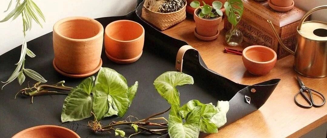 我在家养花常用的几种工具，别光买盆栽植物，后期维护不可少