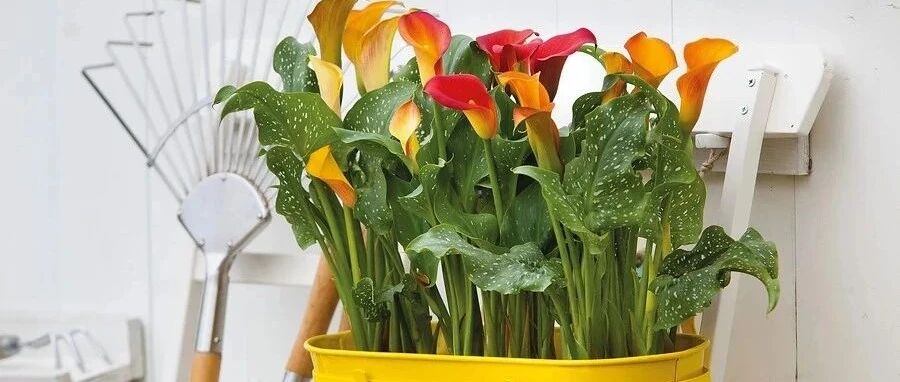 春节开花灿烂的盆栽彩色马蹄莲，花朵像假花，夏季就枯萎了