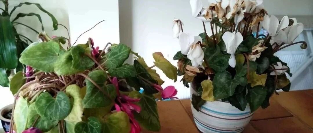 买仙客来盆栽是“坑”特别多，想花期长些有技巧，养好来年可复花