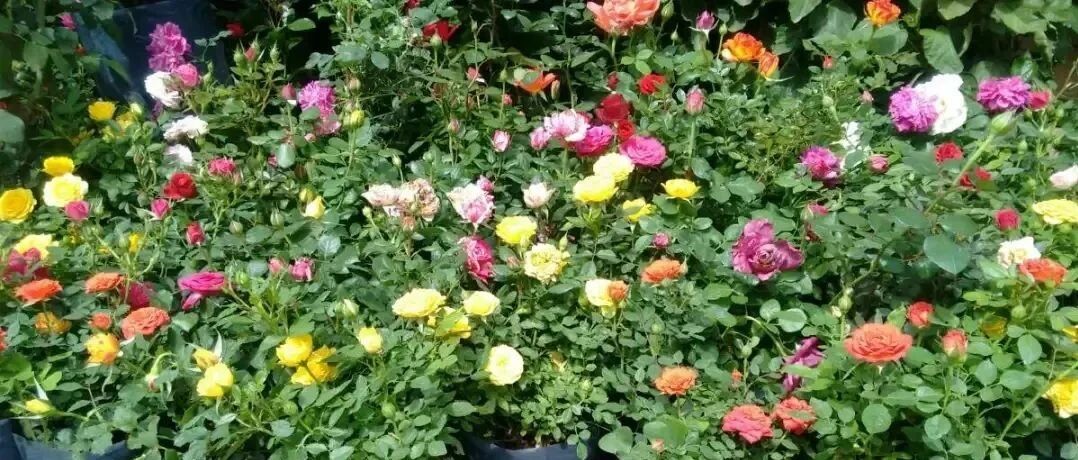 12种常见的盆栽灌木花卉，多养几种，四季都有花卉观赏