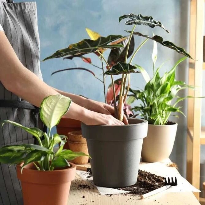 刚买的盆栽植物别乱处理，花卉买没几天就挂，可能是这几点做错了