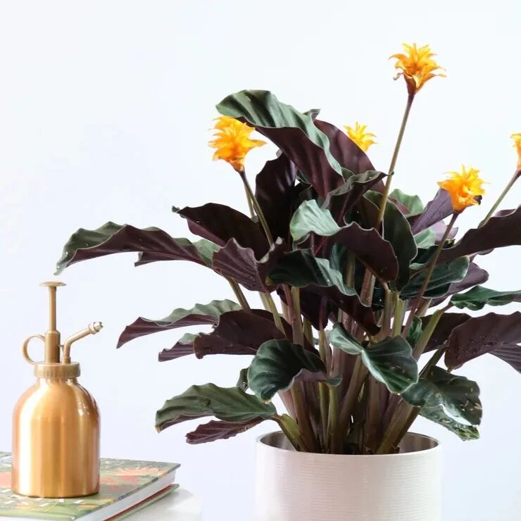 十五种适合养窗台或半阴阳台的开花植物 总有一种适合你养 Hi有料