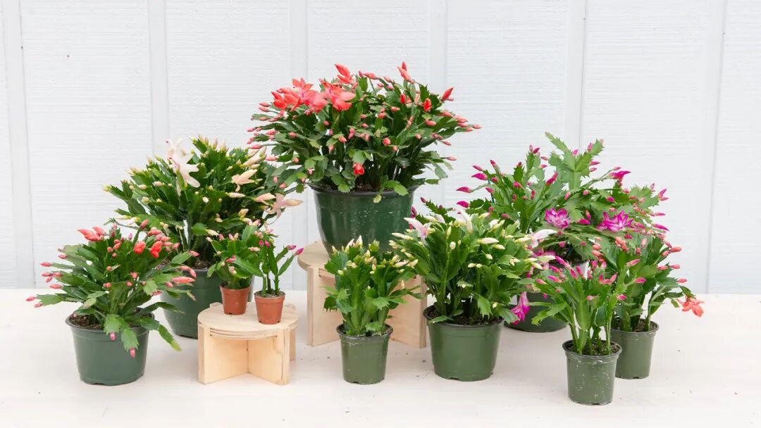 十五种适合养窗台或半阴阳台的开花植物 总有一种适合你养 Hi有料