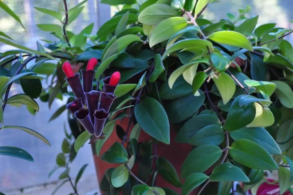 适合养半阴处的7种室内开花植物，有些许光照就能孕育花朵