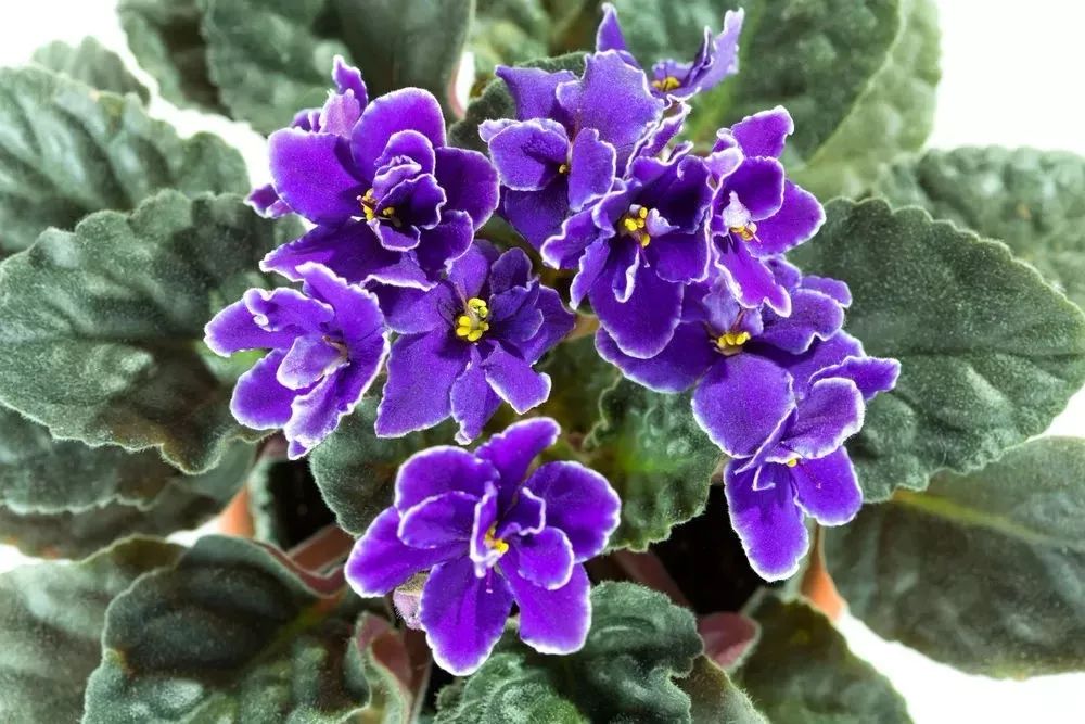 适合养半阴处的7种室内开花植物，有些许光照就能孕育花朵