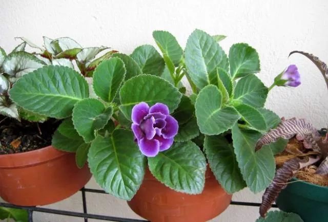 适合养半阴处的7种室内开花植物，有些许光照就能孕育花朵