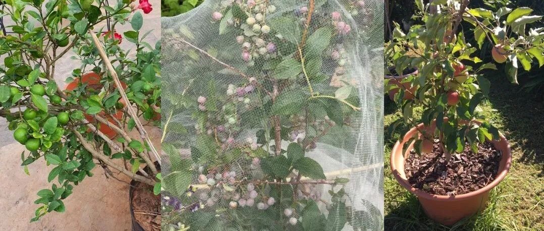 很适合养成阳台盆栽的4种水果，有充足光照就能正常结果