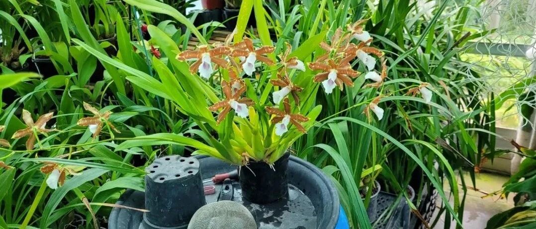 有些花友养花特别费钱，却也没养好几盆花，为啥不好好享受养花？