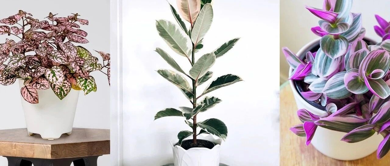 10种叶色斑斓的观叶植物集合，都适合养成室内观赏盆栽