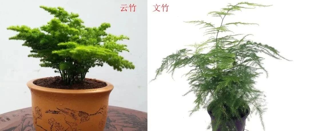 文竹在室内特容易黄叶掉叶，归根结底是通风不好，改善黄叶特容易