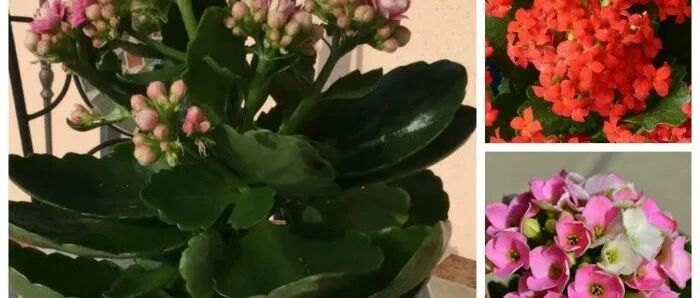 不同朝向的窗台适合的开花植物，室内耐阴植物大集合