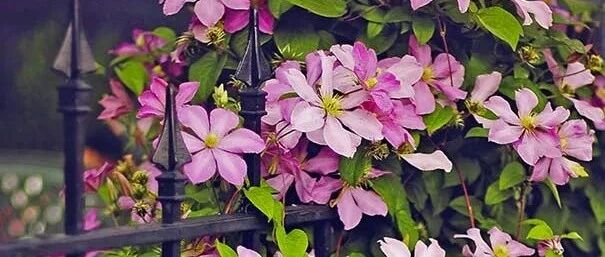 夏季炎热有合适铁线莲可以选，新手买苗选对品种，第二年就开满花