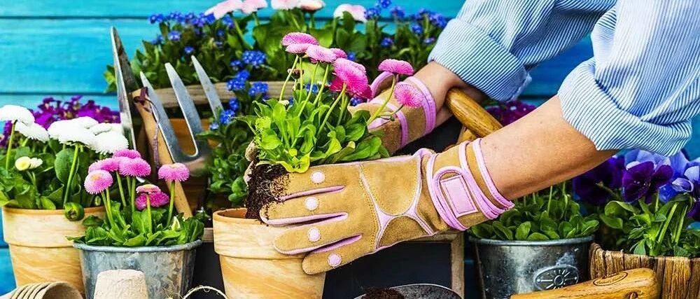 春季植物换盆指南，是带土换盆，还是适当去掉旧土呢？