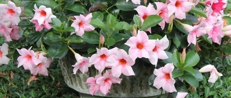 夏天可暴晒养护的几种观花植物，耐热耐晒的盆栽，选它们就对了