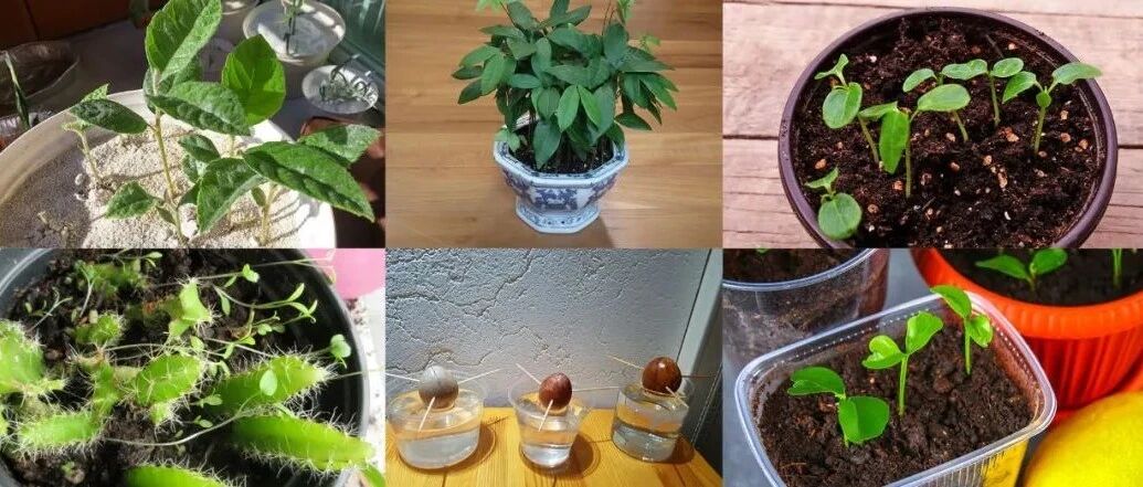 烂掉的水果别急着丢，种子留下来，培育成室内清新治愈的盆栽