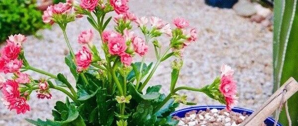 盆栽花卉买回家不要乱换盆，否则花叶容易低垂，附新手换盆指南