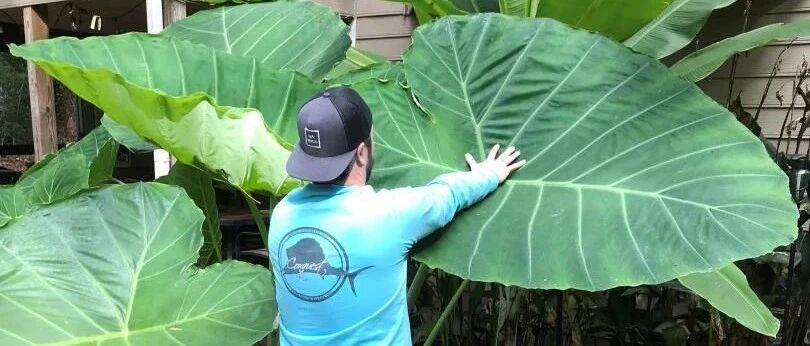 10多块一块象耳芋大块茎，快速养成室内大型观叶植物