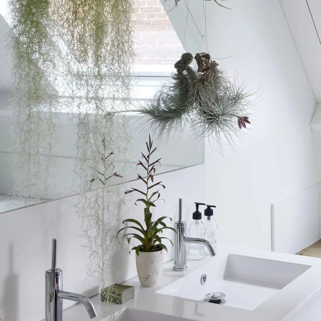 在室内比较好养的8种观赏盆栽，有些甚至适合养浴室里