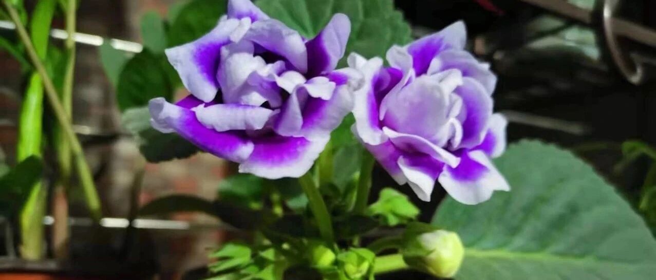 8种适合养窗台上的开花植物，给散射光就能经常有花看，适合新手