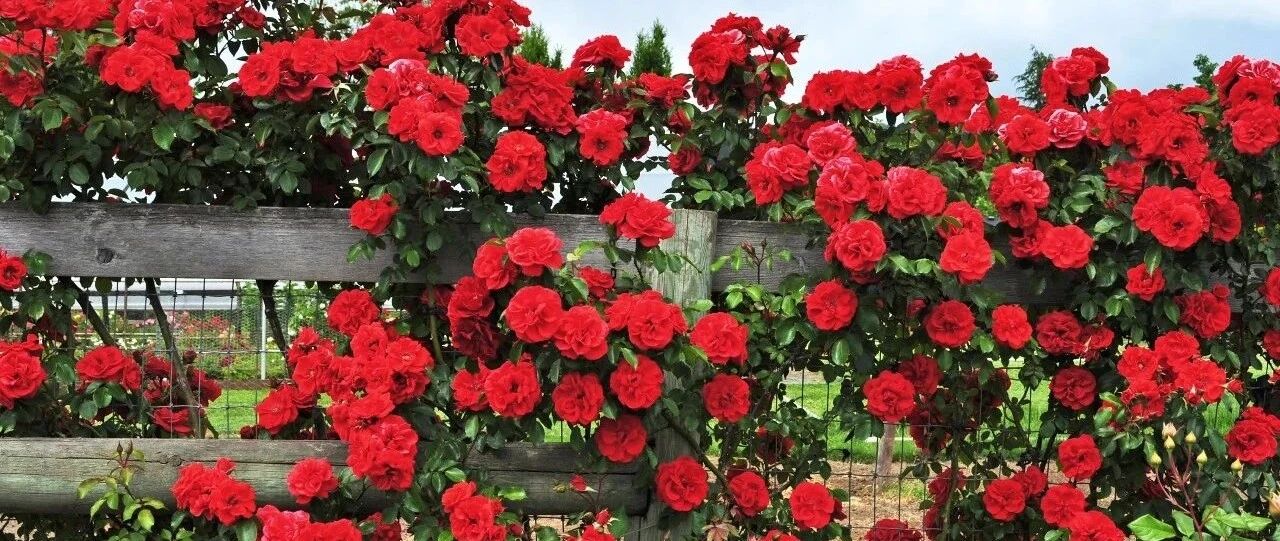 6种适合布置花墙的藤本植物，室内也有适宜的品种，看着让人眼馋