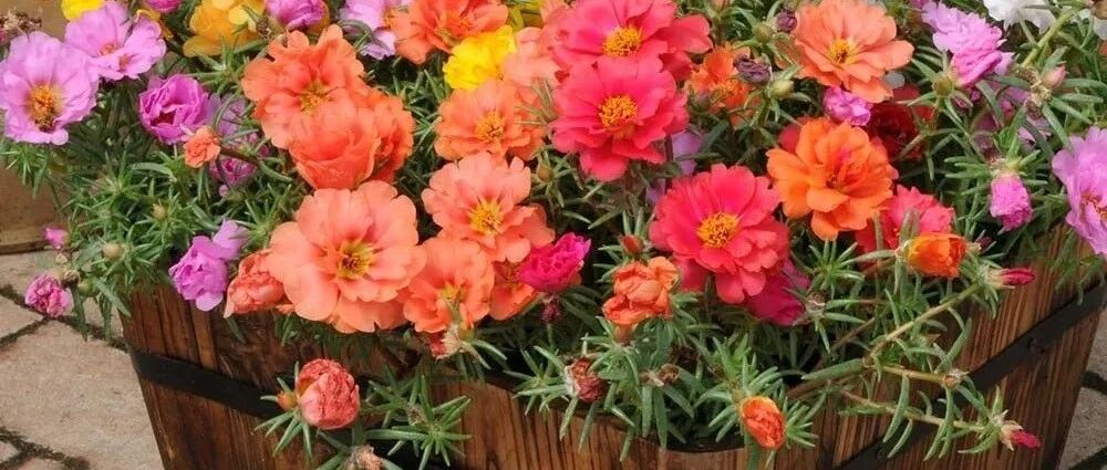 11种适合春暖后栽种的观花植物，养在阳光充足处才好开花