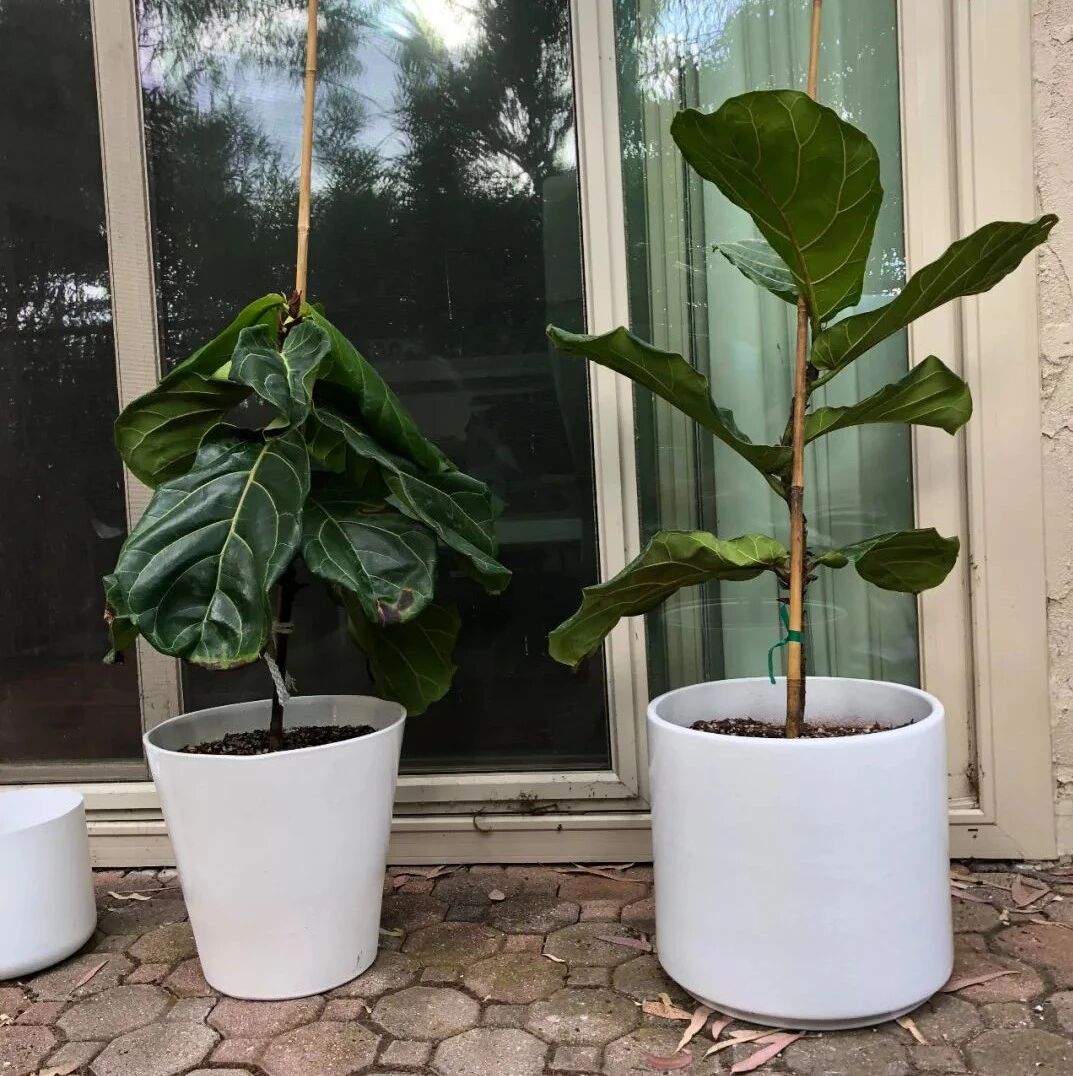 室内植物快要挂掉的11种症状，教你判断和解决这些养花问题