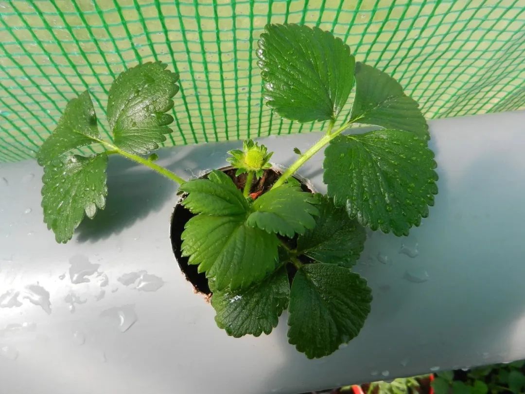 教你室内植物繁殖的几种不同技巧 观叶 观花植物和多肉都能繁殖 养花交流 二十次幂