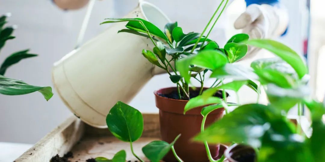 室内养盆栽植物要养成6个良好的习惯，各种花卉都能养好