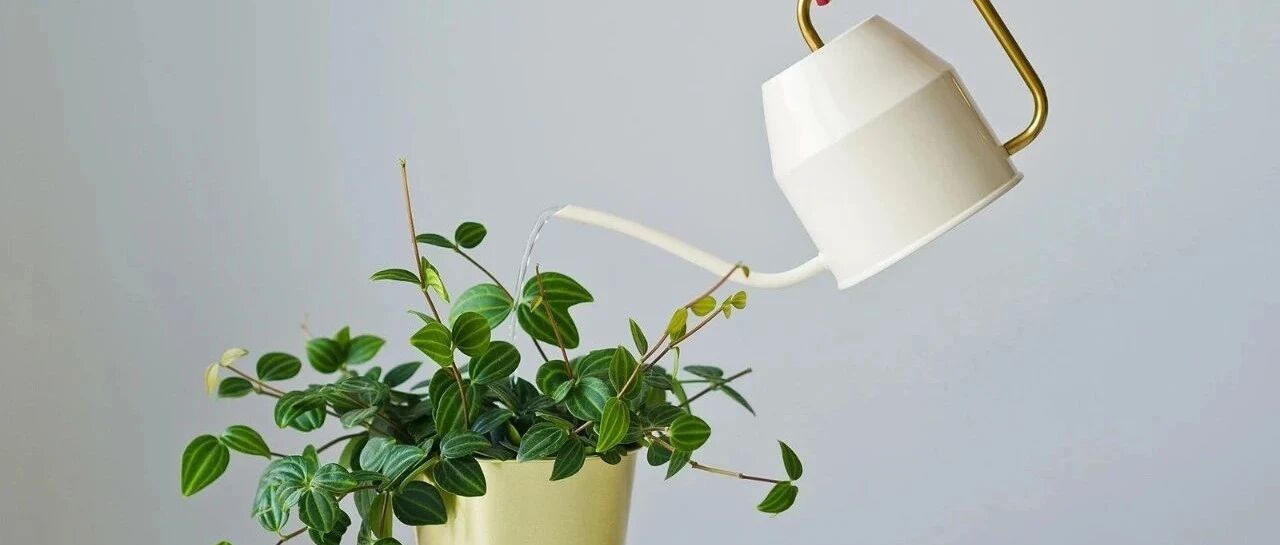 在屋里盆栽植物容易烂根黄叶，真不是植物难养，就是乱浇水导致的